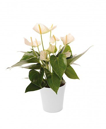 Anthurium Elido 12cm bianco
