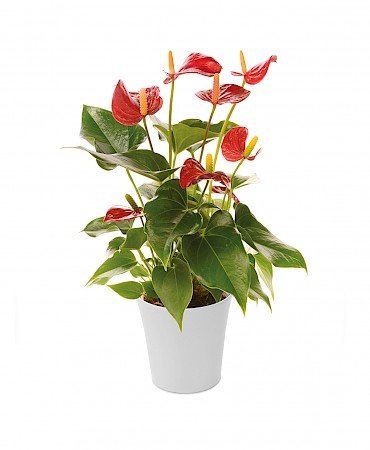 Anthurium Piccolo 12cm rouge