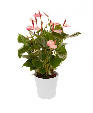 Anthurium Amalia Elegance 14cm rosa weiß